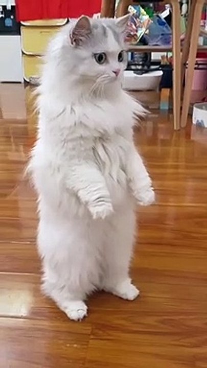 #cat #funny #cute #pets #petslover