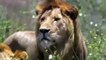 Lions Hunting Attack Compilation   Cheetah Lions Jaguar Leopard(480P)