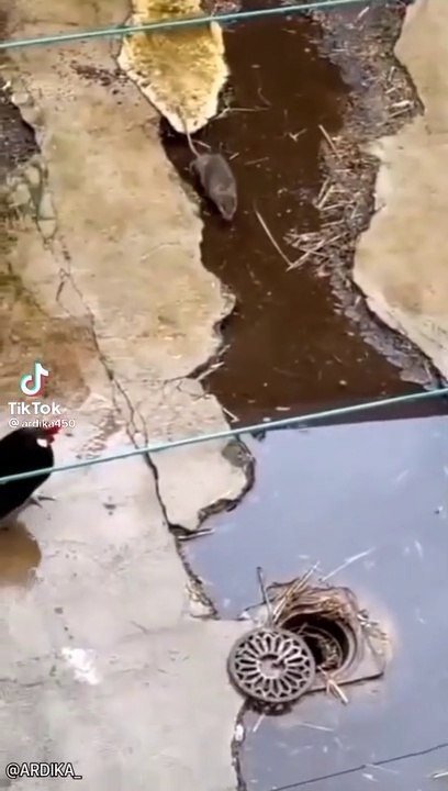 Ayam vs tikus
