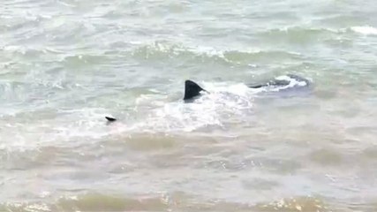 Penampakan Kawanan Hiu Tutul di Perairan Situbondo