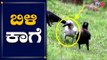 White Crow in Karnataka | Hubli | Indian Birds | TV5 Kannada