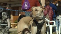 Perros que fueron abandonados vuelven con sus nuevas familias por San Antón