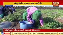 Rajkot_ Farmers face huge loss in Dhoraji as tomato price falls_ TV9News