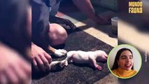 Un verdadero héroe: hombre revivió a un cachorro recién nacido