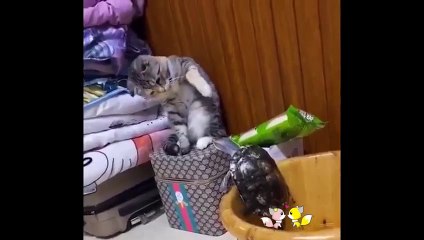 Download Video: Funny cats and 有趣的動物-laugh all day اضحك طوال اليوم