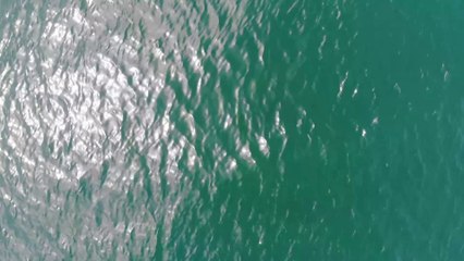 Festín de delfines en acción