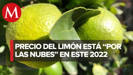 En Michoacán, precio del limón está "por las nubes"; se vende hasta en 90 pesos el kilo
