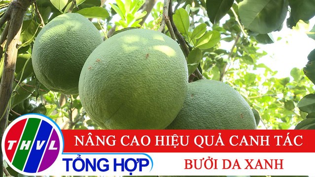 Nông nghiệp bền vững: Nâng cao hiệu quả canh tác bưởi da xanh