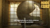 Grandes noticias: Italia prohibió los criaderos de pieles animales
