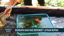 Budidaya Ikan Hias Jenis Mas Koki, Alvin Ghifari Raup Omzet Jutaan Rupiah!