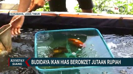 Descargar video: Budidaya Ikan Hias Jenis Mas Koki, Alvin Ghifari Raup Omzet Jutaan Rupiah!