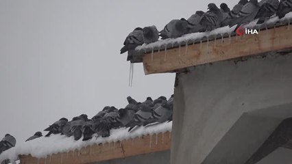 Van'ın gizli insan hazinesi... Her yıl kuşlar aç kalmasın diye 3 ton yem alıyor