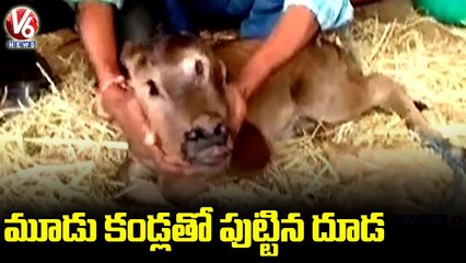 Cow Gives Birth To Three Eyed Calf In Chhattisgarh _ V6 News