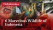 6 Marvelous Wildlife of Indonesia