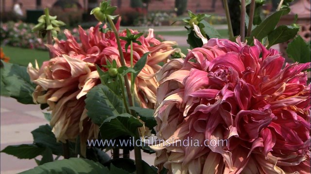 Beautiful Dahlia flowers in Mughal gardens, Delhi