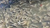 Karasu'da yüzlerce balık telef oldu