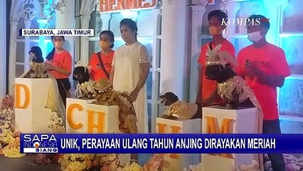 Undang Ratusan Anjing Ras, Wanita Asal Surabaya Rayakan Ulang Tahun Pertama Anjingnya dengan Mewah!