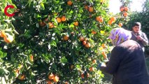 Adana'da portakal ve limon dalında kaldı