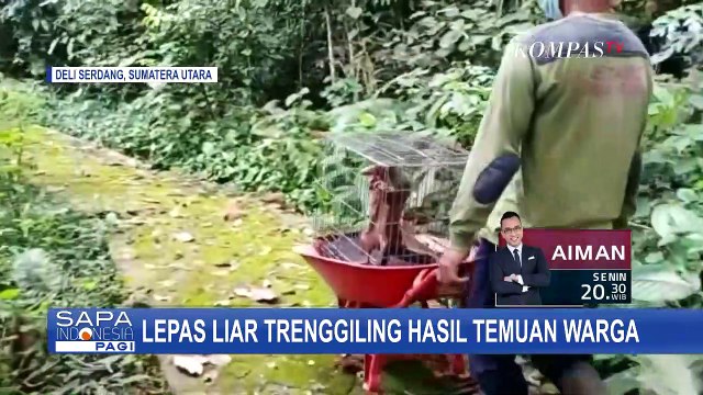 BBKSDA Sumatera Utara Melepasliarkan Trenggiling Temuan Warga