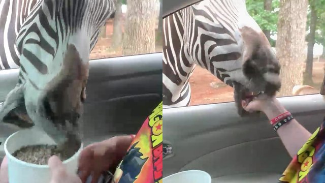 ''I'll take the whole thing, thanks' HANGRY zebra snatches food bucket from zoo visitor '