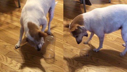 'Playful dog hilariously fails at cup challenge *SMARTNESS TEST* '