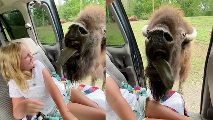 'Little girl has a funny encounter with hungry ox at drive-thru zoo '