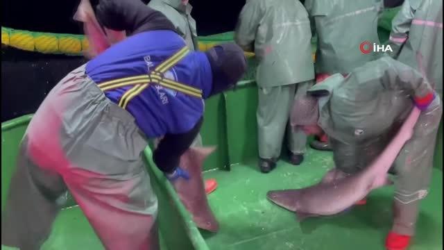 Çanakkale'de ağlara takılan köpek balıkları denize salındı