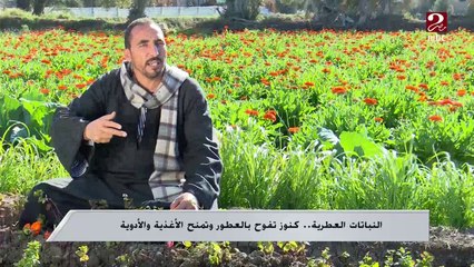 النباتات العطرية ..كنوز تفوح بالعطور وتستخدم في تحضير الأدوية