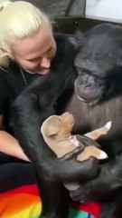 Maymunun köpeğe sarıldığı anlar görüntülendi