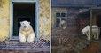 Ces ours polaires ayant élu domicile sur une île abandonnée profitent à fond de leur nouvelle vie