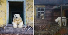 Ces ours polaires ayant élu domicile sur une île abandonnée profitent à fond de leur nouvelle vie