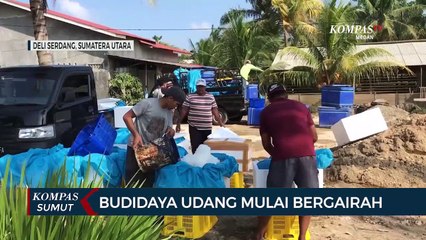Budidaya Udang Vaname di Deli Serdang Mulai Bergairah