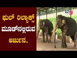 ಫುಲ್ ರಿಲ್ಯಾಕ್ಸ್ ಮೂಡ್​ನಲ್ಲಿರುವ ಗಜಪಡೆ | Mysore Dasara | Arjuna Elephant in Relax Mood || TV5 Kannada