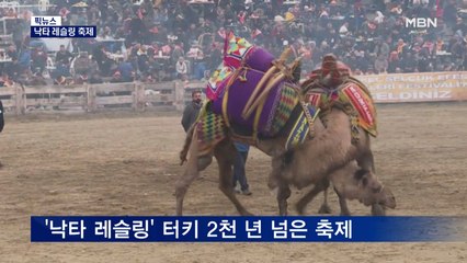 [픽뉴스] 낙타 레슬링 축제 / 택배열차 통째로 절도 / 굴찜 먹다가 행운 / SUV 번쩍 들어 '쏘~옥' / 플라스틱 먹는 코끼리떼