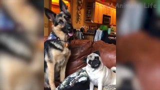 Dogs  And  Cats In Funny Situations    Try Not To Laugh