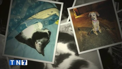 tn7-envenenamiento-masivo-de-mascotas-en-goicoechea-170122