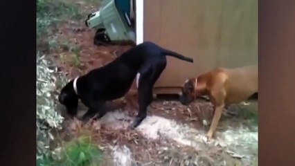 Look How Unlucky This Dog Is - Funniest Dog VIdeos
