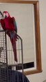 Macaw and Cockatoo Dance to Christmas Music