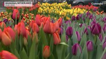 Canal boat gives away free flowers to mark start of tulip season in Amsterdam.