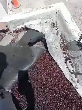 Şehri gergedan böcekleri istila etti: Adım atacak yer yok!