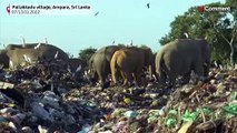 ویدئویی از سریلانکا؛ فیل‌ها با تغذیه از زباله‌دانی‌ها جان می‌بازند