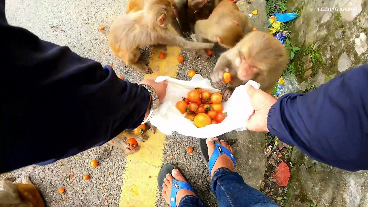 world fastest monkey __ feeding cherry tomato to the hungry monkey __ monkey lov_Full-HD