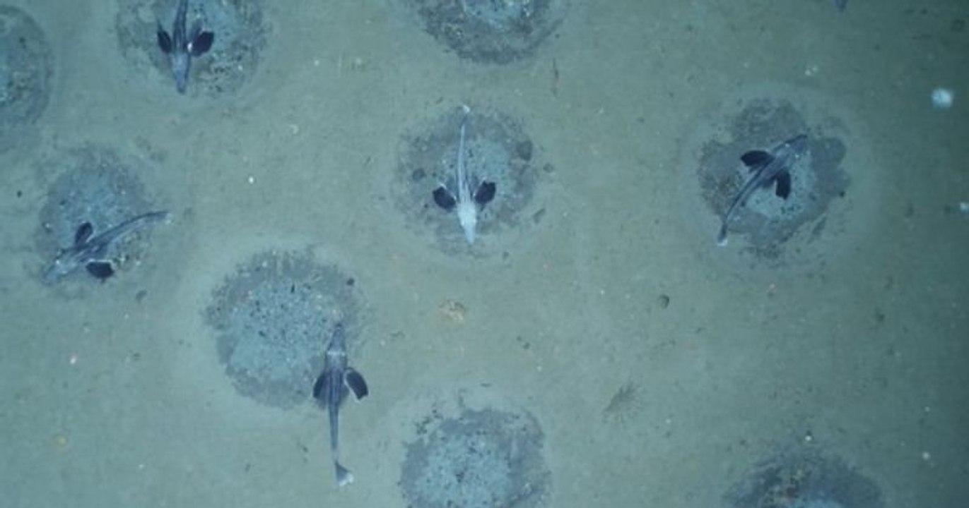 Découverte « époustouflante » de dizaines de millions de nids de poissons des glaces, sous la mer en Antarctique