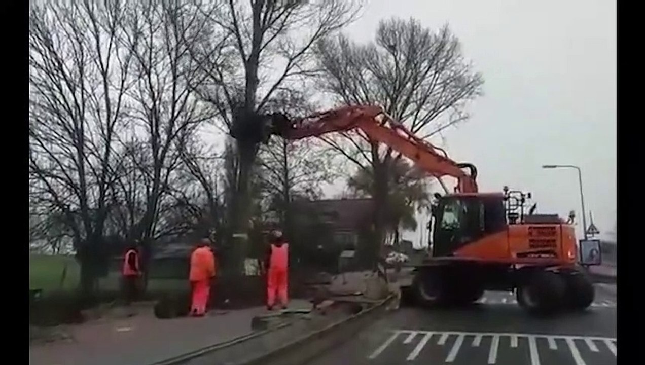 Un arbre plus fort qu'un camion