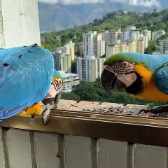 Beautiful lovly bird