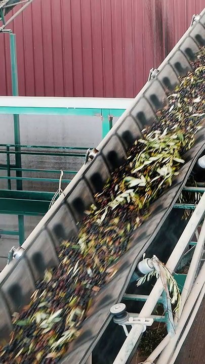 Así se hace el mejor aceite de oliva del mundo. En Baeza (Jaén)