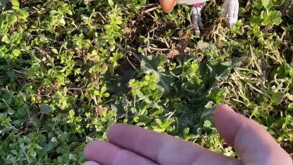 Sgambettando in Giardino - Lollo Parrocchetto Monaco