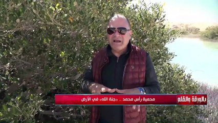 لماذا سميت شجرة المانجروف بهذا الأسم؟