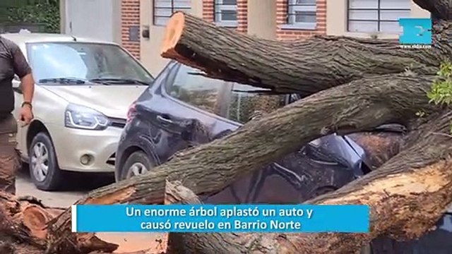 Un enorme árbol aplastó un auto y causó revuelo en Barrio Norte