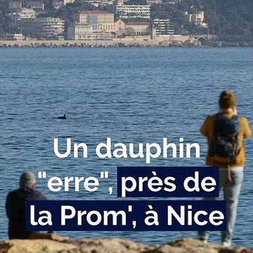 Un dauphin erre pendant des heures près de la Promenade des Anglais, à Nice